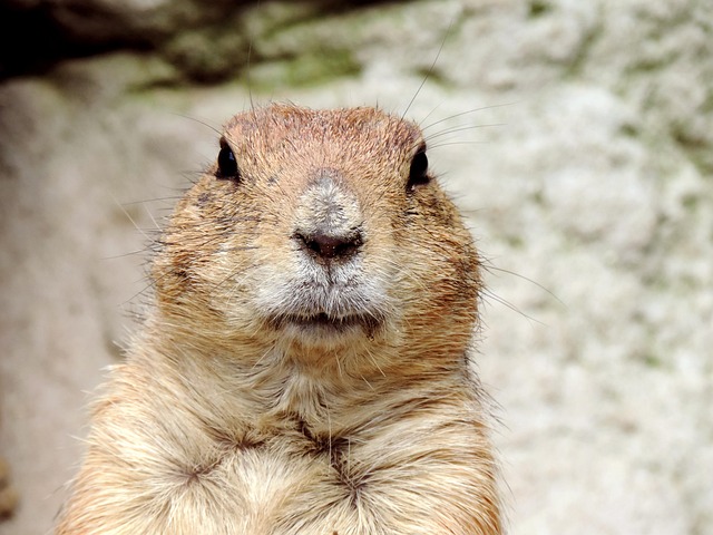 Groundhog Day – Doing the Same Thing Over and Over